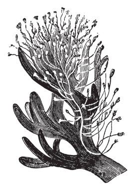 Deniz yosunu, vintage çizgi çizme veya oyma illüstrasyon biraz üzerinde Polpys.