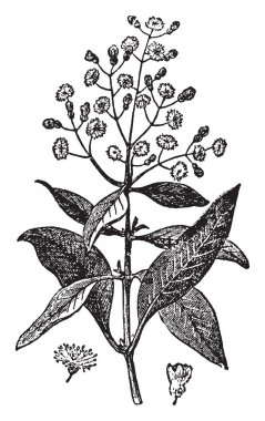 Bu görüntüde çok aromatik beyaz çiçekleri olan bir ağaç. Bir ot gibi mutfak, vintage çizgi çizme veya oyma illüstrasyon için kullanılır.