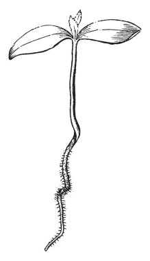 Bu bir akçaağaç bitkidir tohum büyür ve kök saç büyümeye, vintage çizgi çizme veya oyma resimde var.