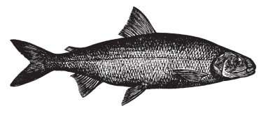 Beyaz balık somon, vintage çizgi çizme veya oyma illüstrasyon Salmoniformes ailesindeki Shad garson olduğunu.