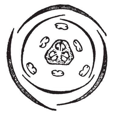 Şekil Fritillary, simetrik Trimerous çiçek üç tümen iki dış gözlemleyebileceğiniz ve pistil Merkezi'nde, iki altı stamens sahip gösterir. Üç carpels merkezinde çizim veya illüstrasyon oyma kitle, vintage hattına katıldı..