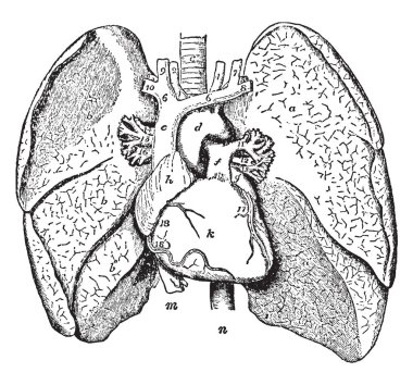 Bu diyagram bir göğüs iç organlar, vintage çizgi çizme veya oyma illüstrasyon temsil eder.