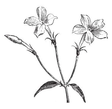 Bu formu Yasemin Jasminum officinale veya ortak adı verilen küçük çiçekler vardır Yasemin veya sadece Yasemin. Beyaz başlangıç Haziran ayında Eylül sonu, vintage çizgi çizme veya oyma illüstrasyon çiçeklerin açtığı yerde..
