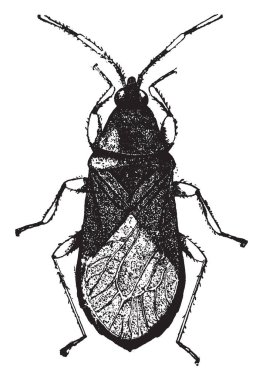 Nabis Fusca böcek, vintage çizgi çizme veya oyma resimde olan küçük hanım hata.