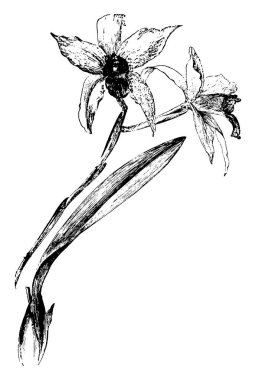 Laelia Anceps güzel çiçekler, lavanta, beyaz ve mavi çeşitli biçimlerde ortaya. Laelia Anceps, bu bir yerli Meksika, vintage çizgi çizme veya oyma illüstrasyon.