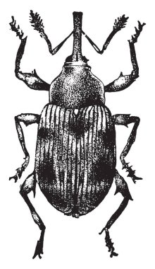Strawberry Weevil has prevented the development of more than a half crop of berries in New Jersey, vintage line drawing or engraving illustration. clipart