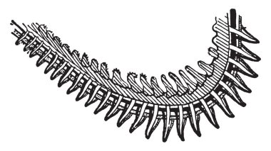 Solungaçları olduğunu bir solunum organı bulunan birçok Sucul organizmalar, vintage çizgi çizme veya oyma illüstrasyon.