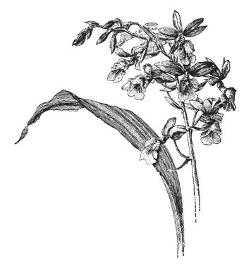 Bu bir Calanthe Veitchii çiçekli dalıdır. Gül pembe çiçekler, vintage çizgi çizme veya oyma resimde bulunan.