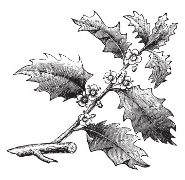 Holly ya da Ilex, eski gravür. La Vie dans la nature, 1890