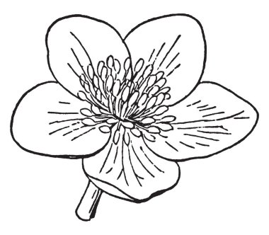 Bu resmi Caltha Palustris, vintage çizgi çizme veya oyma illüstrasyon da adlandırılan kadife çiçeği çiçek türüdür.