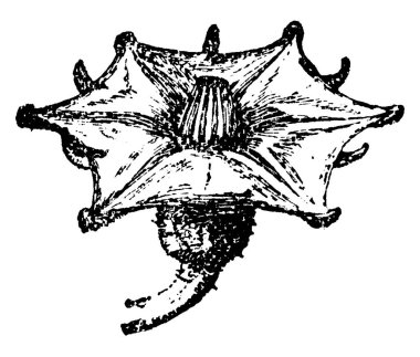 Bir resim patlıcan Corolla gösteriyor. Patlıcan İtüzümü, yenilebilir meyve için yetiştirilen bir türdür. Patlıcan, vintage çizgi çizme veya oyma illüstrasyon döndürme bir corolla bu.