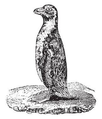Penguen, vintage illüstrasyon kazınmış. Doğal Tarih hayvanların, 1880