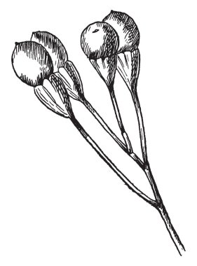 Picture of Sassafras Fruit. Yellow male and female flowers appear early on separate trees. Female trees produce dark blue berries on red stems, vintage line drawing or engraving illustration. clipart
