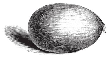 Bu kış kavun gösterilir. Şekli yuvarlak. İçinde beyaz renk, vintage çizgi çizme veya oyma resimde bulunan.