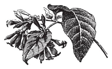 Cestrum Elegans kırmızı cestrum bilinir. Çizim veya illüstrasyon oyma Meksika, vintage satırından yerli.
