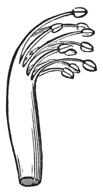 Onun stamens birlikte böylece onlar iki ayrı demetleri formu veya ayrı bir paket ve yalnız bir ercik, vintage çizgi çizme veya oyma illüstrasyon filamentler tarafından en azından kısmen erimiş.