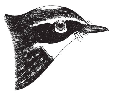 Bu resim sarı butlu ötleğen, vintage çizgi çizme veya oyma illüstrasyon temsil eder..