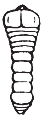 Birçok böcekleri olan larvalar ağaçlar, vintage çizgi çizme veya oyma illüstrasyon delik ağaç matkap arasındadır.