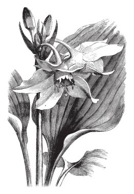 Bir resim yaprakları ve önümüzdeki Eucharis Grandiflora gösteriyor. Amaryllidaceae ailesine ait. Çiçekler beyaz ve ampul şeklinde, vintage çizgi çizme veya oyma illüstrasyon yumurta.