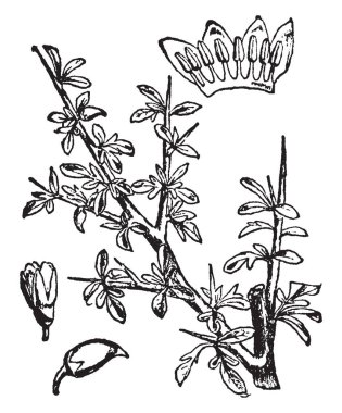Mür sarımsı-kahverengi kırmızımsı kahverengi aromatik sakız reçinesi özellikle Commiphora abyssinica Burseraceae, vintage çizgi çizme veya oyma illüstrasyon ailesinin bir ağaçtan elde etmek için olduğunu.