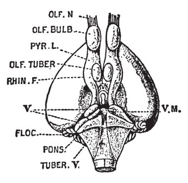 Beyin sinir sisteminin tüm omurgalı ve en omurgasız hayvanlar, vintage çizgi çizme veya oyma illüstrasyon merkezi olarak hizmet veren bir organdır.