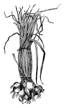 Bu küçük boy soğan var. Bağlı soğan bırakır. Yaprakları uzun ve ince. Soğan, vintage çizgi çizme veya oyma illüstrasyon grup olduğunu.