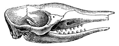 Armadillo kafa, vintage illüstrasyon kazınmış. Doğal Tarih hayvanların, 1880