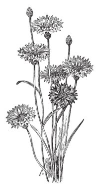 Centaurea Cyanus mavi şişe ve peygamber çiçeği bilinir. Çizim veya oyma illüstrasyon mavi, mor, pembe veya beyaz, vintage çizgi çiçekler.