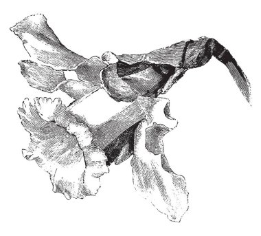 Nergis Binbaşı Pallidus, vintage çizgi çizme veya oyma illüstrasyon çeşitli Naricissus sözde bir tür adı.