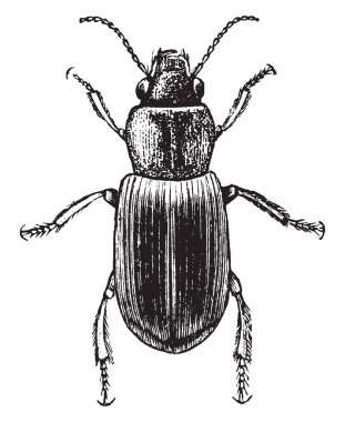 Agonoderus orada sadece bir tür seta ve mentum diş vintage çizgi çizme veya oyma resimde yok,.