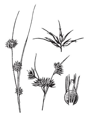 Bir rhynchospora gösteren bu fotoğraflar. Kök çok ince ve uzun, küçük yapraklar ve sivri bu Papirüsgiller Aile, vintage çizgi çizme veya oyma illüstrasyon.