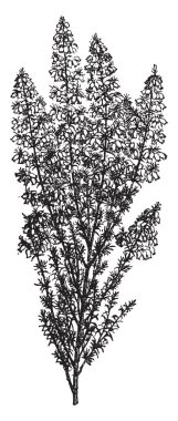 Bell Heather çiçekli bitki heath ailesindeki Fundagiller familyasından. Bu ince iğne benzeri yaprakları ile düşük, yayılan bir çalı var. Çan şeklinde ve renkli, vintage çizgi çizme veya oyma illüstrasyon mor çiçekler.