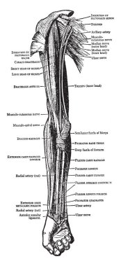 Bu resimde kasları ön kol ve önkol, vintage çizgi çizme veya oyma illüstrasyon temsil eder..