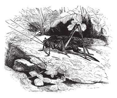 Carolina çekirge familyasından bir atmaca büyük kahverengi kanatları, vintage çizgi çizme veya oyma illüstrasyon.