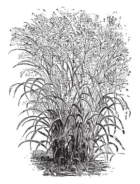 The grass shown in this frame is known as Panicum virgatum. Panicum virgatum is a variety of panick-grasses, vintage line drawing or engraving illustration. clipart