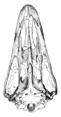 Burada kemikleşmiş nazal septum kafatası, vintage çizgi çizme veya oyma illüstrasyon ekseni devam eden bir devekuşu kafatası yapısı.