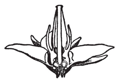 Hodan bitkisinin çiçek görüntüsünü bu. Çiçekler vardır genellikle mavi, pembe çiçekler bazen gözlenen rağmen vintage çizgi çizme veya oyma illüstrasyon.