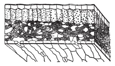 Bu bir yaprak kesiti var. Epidermis, sitoplazma, gardiyan hücreleri, su depolama hücreleri, çit ve süngerimsi kloroplast katmanlar bu, vintage çizgi çizme veya oyma illüstrasyon içinde mevcut vardır.