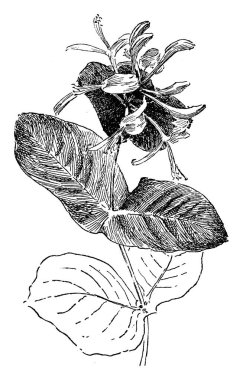 Bitki tarayıcı görüntü. Vektör illustratuion