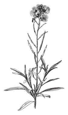 Cheiranthus Cheiri sarı şebboy bilinir. Brassica ailesinin, vintage çizgi çizme veya oyma illüstrasyon üyesi olan.