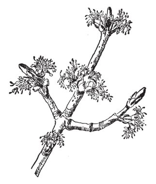 Gümüş akçaağaç, Acer Saccharinum, vintage çizgi çizme staminate çiçek gösterilen veya illüstrasyon oyma bir resim.