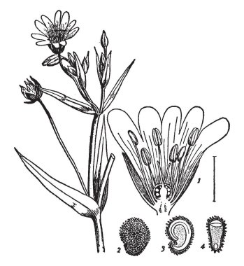 Hitch nerede iki döner yuvarlak haddeleme round spar veya büyük ip, taşıdıktan, vintage çizgi çizme veya oyma resimde olmak olduğu yönde alınır.