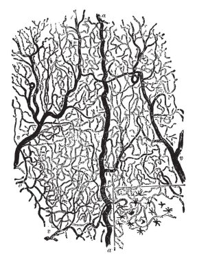 Küçük bir bölümü olarak yaklaşık 25 çapları, vintage çizgi çizme veya oyma illüstrasyon büyütülmüş zaman kurbağa web görülen kılcal ağ.