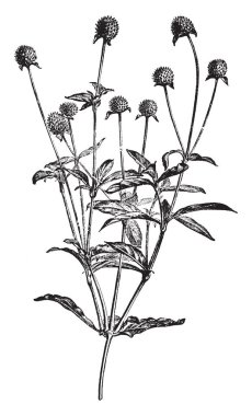 Şube Gomphrena Globosa bitkinin çiçeklenme. Tropikal otsular cinsidir veya düşük çalılar (aile Amaranthaceae) yaprakları vardır ve yakın başkanları, vintage çizgi çizme veya oyma çizim çiçek.