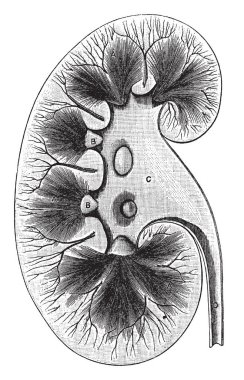 Bu resimde böbrek, vintage çizgi çizme veya oyma illüstrasyon temsil eder..