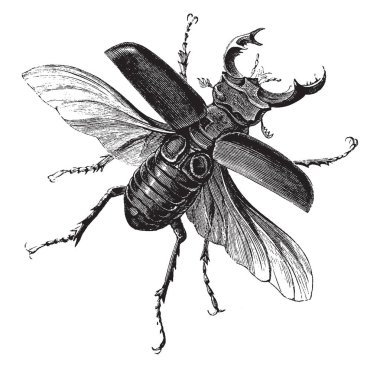 Erkek geyik böceği lucanus cervus, vintage çizgi çizme veya oyma illüstrasyon ortak adıdır.