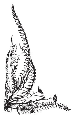 Eğrelti otları ve bu sınır tasarlamak, vintage çizgi çizme veya oyma çizim çiçek.