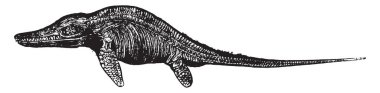 İchthyosaur, vintage illüstrasyon kazınmış. Doğal Tarih hayvanların, 1880