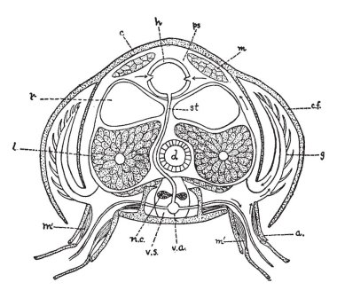 Küçük ıstakoz, vintage çizgi çizme veya oyma illüstrasyon benzeyen tatlı su kabukluları Cray balık olduğunu.