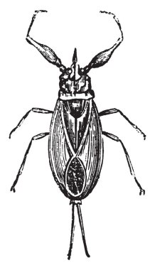 Nepe, vintage illüstrasyon kazınmış. Doğal Tarih hayvanların, 1880